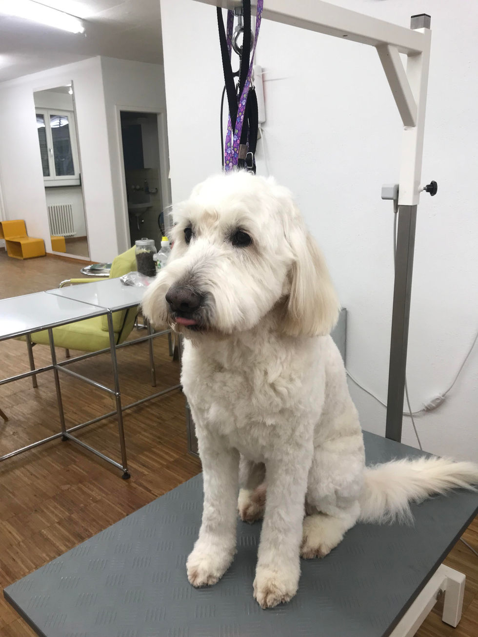 Schön, dass wieder mal ein Golden Doodle zu Besuch ist